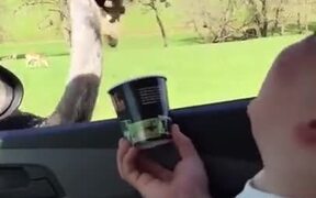 Kid's Really Amused At Feeding An Ostrich! - Kids - VIDEOTIME.COM