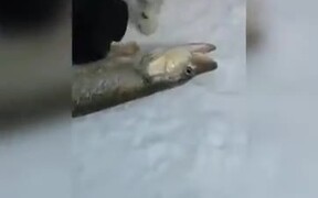 Almost Dead Fish Springs Back To Life