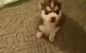 Little Pupper Knows How To Talk On Command!