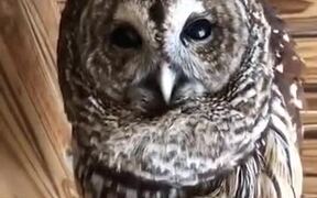This Owl Calling Sounds Like It's Talking!