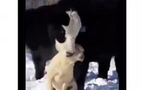 Adorable! Cow Absolutely Loves Doggo! - Animals - VIDEOTIME.COM