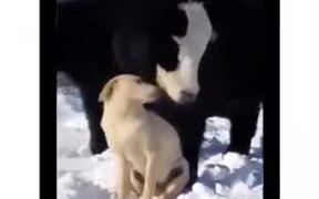 Adorable! Cow Absolutely Loves Doggo!