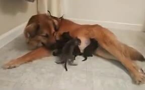 Doggo Adopts Orphaned Kittens!