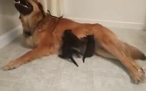 Doggo Adopts Orphaned Kittens! - Animals - VIDEOTIME.COM