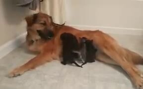 Doggo Adopts Orphaned Kittens!