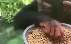 Chimpanzee Is Feeding The Fishes!