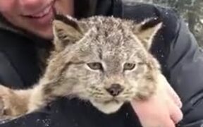 Cat Lovers, Here's A Purring Lynx For You! - Animals - VIDEOTIME.COM