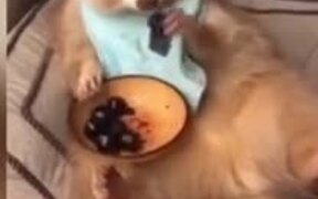 An Albino Raccoon Eating A Bowl Of Cherries
