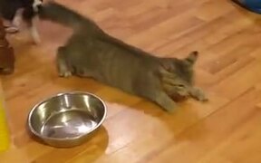 Catto Is In An Unwanted Game Of Tug Of War - Animals - VIDEOTIME.COM