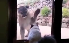 Small Catto Meets Big Catto - Animals - VIDEOTIME.COM