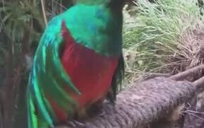 Mexico's Bird Quetzal Looks Absolutely Stunning - Animals - VIDEOTIME.COM