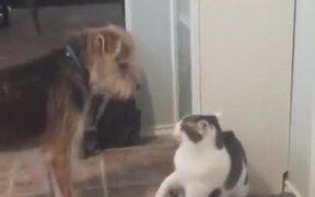 Doggo Just Wants To Be With Catto! - Animals - VIDEOTIME.COM