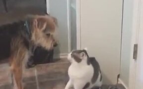 Doggo Just Wants To Be With Catto!