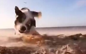 It's Doggo Vs Crab! - Animals - VIDEOTIME.COM