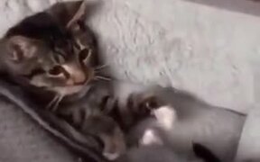 Cat Needs To Be Tucked In And Get A Teddy - Animals - VIDEOTIME.COM