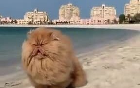 The Fluffiest Catto In Existence! - Animals - VIDEOTIME.COM