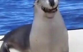 But You Have To Laugh.. - Animals - VIDEOTIME.COM