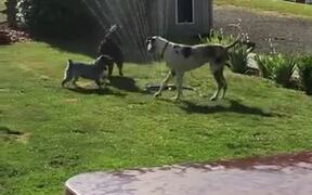 Dogs Beating The Heat With The Garden Sprinklers! - Animals - VIDEOTIME.COM
