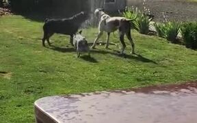 Dogs Beating The Heat With The Garden Sprinklers!