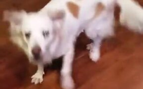 Dog Gets Really Happy About Dinner! - Animals - VIDEOTIME.COM