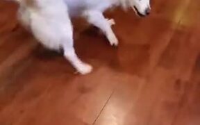 Dog Gets Really Happy About Dinner! - Animals - VIDEOTIME.COM