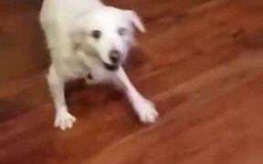 Dog Gets Really Happy About Dinner!