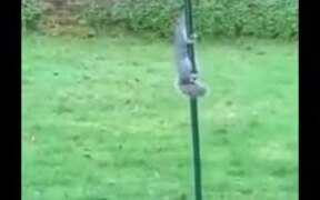 Squirrel Tries To Climb Slippery Pole