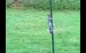 Squirrel Tries To Climb Slippery Pole