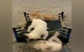 The Most Intense Wrestling Match Ever!