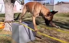 This Is The Doggo Of Balance! - Animals - VIDEOTIME.COM