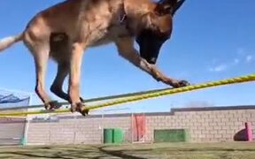 This Is The Doggo Of Balance!