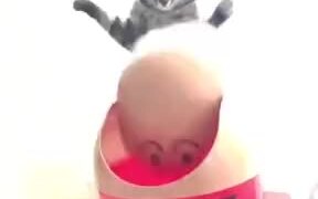 Cat Having Fun Flipping A Lid! - Animals - VIDEOTIME.COM