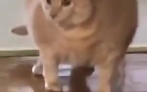 What A Fat Cat! - Animals - VIDEOTIME.COM