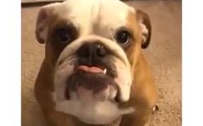 The Most Understanding Dog Ever - Animals - VIDEOTIME.COM