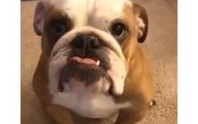 The Most Understanding Dog Ever - Animals - VIDEOTIME.COM