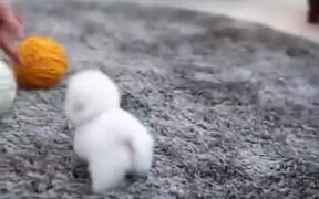Cutest Ball Of Happiness Ever! - Animals - VIDEOTIME.COM