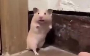 That There Is The Face Of Pure Terror! - Animals - VIDEOTIME.COM
