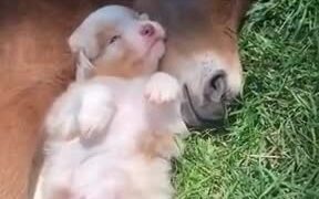Absolutely Adorable Foal And Puppy Sleeping! - Animals - VIDEOTIME.COM