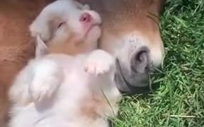 Absolutely Adorable Foal And Puppy Sleeping!