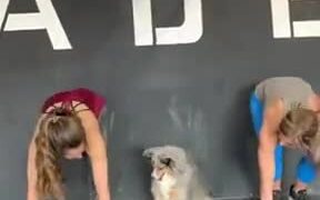 Doggo Copies The Moves Of The Humans!