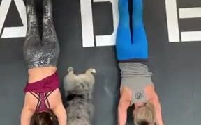 Doggo Copies The Moves Of The Humans! - Animals - VIDEOTIME.COM