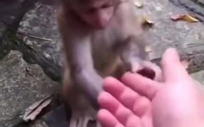 Children, Never Talk To Strangers! - Animals - VIDEOTIME.COM