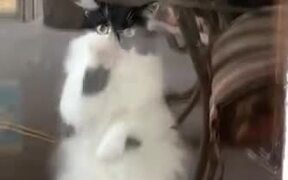 This Is How Cats Ask You The Open The Door - Animals - VIDEOTIME.COM