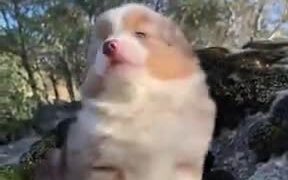 Little Puppy Does It's First Awoo!