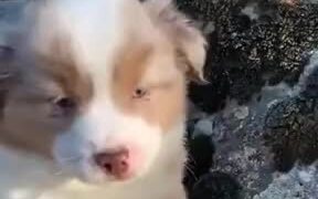 Little Puppy Does It's First Awoo! - Animals - VIDEOTIME.COM