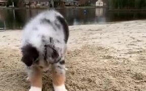 Little Pupper Is Very Excited About Digging! - Animals - VIDEOTIME.COM