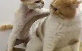 What Are These Two Cats Pissed About?