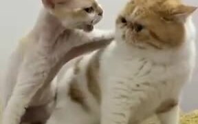 What Are These Two Cats Pissed About?