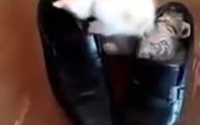 Kitten Finally Manages To Get Into Shoe