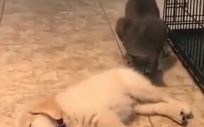Cat Sniffs Puppy's, Doesn't Like What It Smells - Animals - VIDEOTIME.COM
